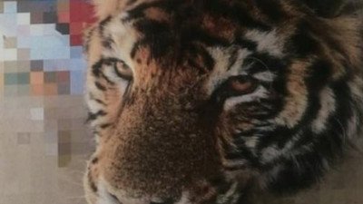 Çin’de kaplan katliamı, kemiklerini bakın ne için kullanıyorlarmış