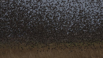 Bursa'da sürü halinde uçup otobana kondular