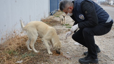 Polisler, köpekleri elleri ile besledi
