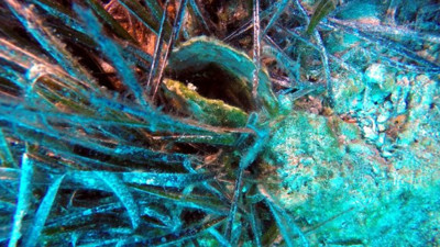 Toplu ölümler endişe verici düzeye geldi, Akdeniz ve Ege’den sonra Marmara’ya da sıçradı