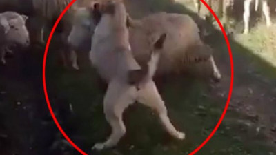 Cani adam 'saldır' komutunu verdi. Azgın köpek koyunu tek hamlede yere serdi