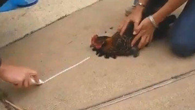 Hipnotize olan tavuk baştan çıktı