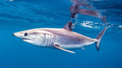 Köpek balığı yenir mi. Gazeteciler köpek balığı yemeğinin tarifini yaptı