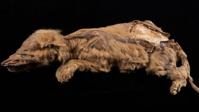 Altın madeninde bulundu 57 bin yıllık kürkü bile var. Araştırmacılar şaşkına döndü