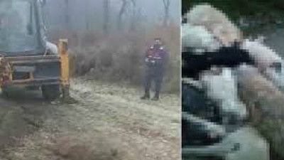 Bursa'da yürek sızlatan görüntü, 20 köpek katledildi