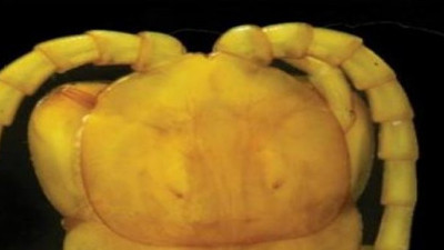 Oksijeni az olan yerde yaşıyor tek ısırığı anında öldürüyor. Böylesi ne duyuldu ne görüldü