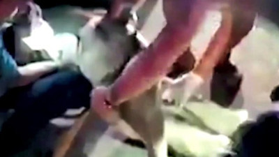 Taylan'da ölen fili dirilttiler. Mucize gerçekleşti