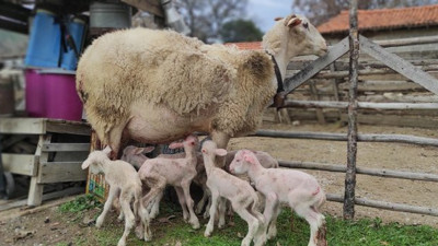 Koyun yavrularını saya saya bitiremedi
