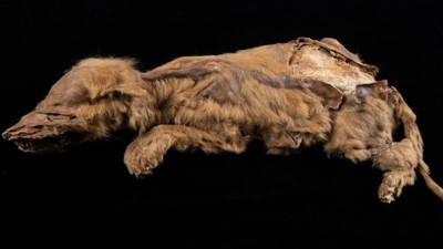 Kanada'da bulundu. Tam 57 yıllık...