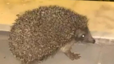 Kirpi hapur hupur yedi kedi baka kaldı