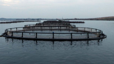 Türkiye'de üretiliyor, yurtdışına tonlarla satılıyor. Kapış kapış gidiyor