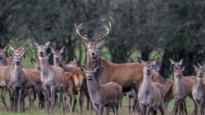 Portekiz’de hayvan katliamı