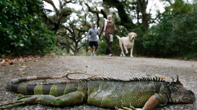 Gökten yağmur gibi iguana yağıyor. Şaka değil gerçek