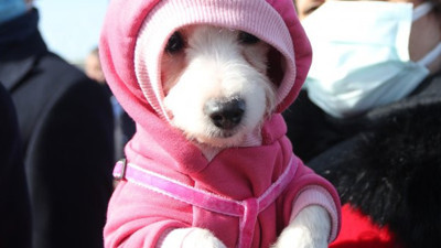 Havlayan köpeklerin ses tellerini kesti 127 bin lira para cezası kesildi