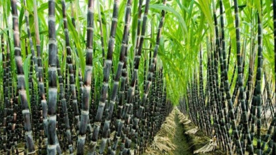 Şeker kamışı nedir faydaları nelerdir?