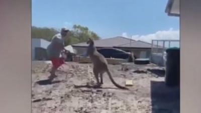 Avustralyalı adam kangurudan yediği yumrukla feleği şaştı. Bir seksen yere serdi