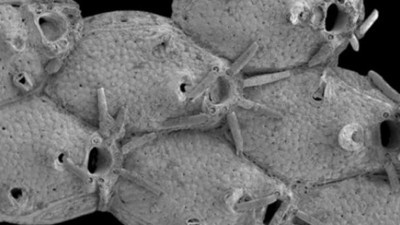 Derinliklerde gizlenen devasa canlı türleri bulundu. Bilim insanları uyarı üzerine uyarıda bulundu