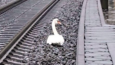 Yas tutmak için raylara inen kuğu 23 tren seferini iptal ettirdi