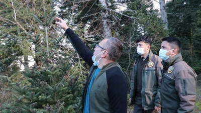 Bolu'da ormancılar yılbaşı öncesi çam ağacı nöbetinde