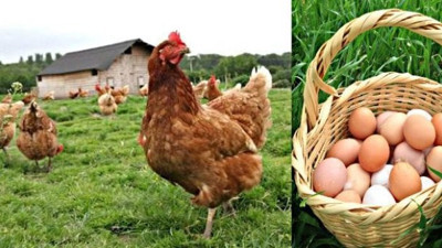 Yumurta Üreticileri Birliği Başkanı açıkladı. Gezen tavuğun foyası ortaya çıktı. Meğerse iş başkaymış