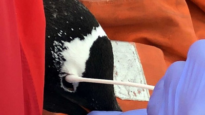 Türk Bilim İnsanı keşfetti. Dünyada henüz tanımlanmamış