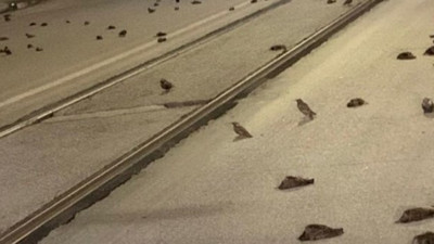 Roma'da havai fişekli kutlamalar binlerce kuşu öldürdü. Zalimsin insanoğlu. Bu kuşları niye öldürdün