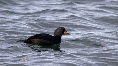 Kara ördek nedir? Kara ördek ne anlama gelmektedir