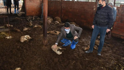 Muğlalı besicinin ağıt sesleri kulakları sağır etti. Onlarcası meeeeledi aynı anda dehşeti yaşadı