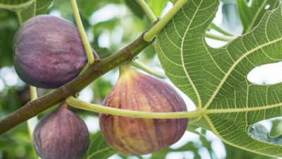 Neden Ocağıma incir Ağacı diktin derler, biliyor musunuz? Neden incir ağacı evlerden uzağa dikilir?