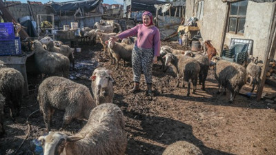 Antalya'da otlayan koyunlar titreyerek yere yığıldı. Feryat eden besici kadın suçladı