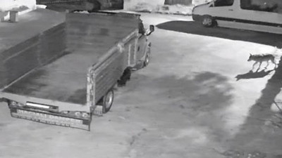 Giresun bu korkuyla çalkalanıyor aç kurtlar evin kapısına kadar yaklaştılar