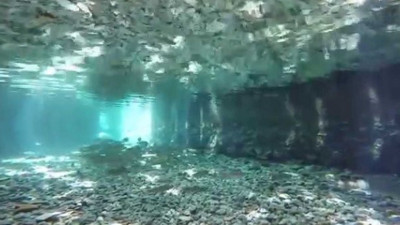 Havuz suyunda katliam gibi olay. Balıkların hazin sonu