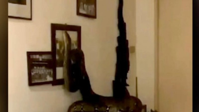 Mutfaktan oturma odasına geçerken burun buruna geldi. Tam 3.5 metre boyunda