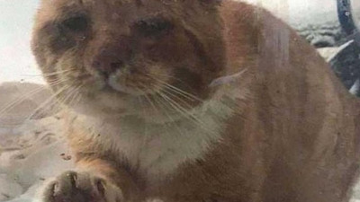 Dünyayı iyilik kurtaracak. Donmak üzere olan kedi bakın nasıl hayatta kaldı