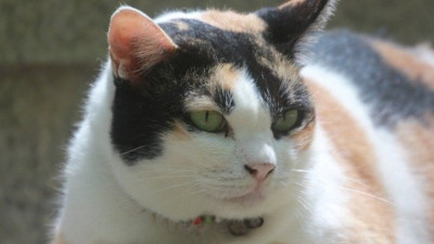 Kedilere dikkat. Uzmanlar çok sıklıkla uyarıyor