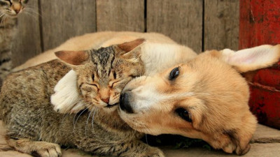 Kedi ve köpek fotoğraflarıyla yüzlerce insanı binlerce lira dolandırdı