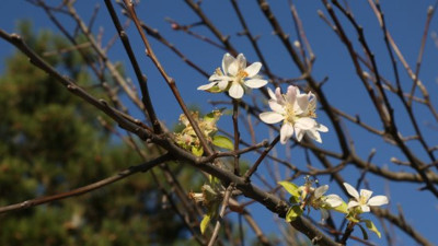 Kış ortasında bahar yaşanıyor