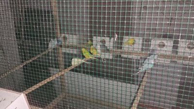 Yangında mahsur kalan 80 muhabbet kuşu uzun uğraşlar sonucu kurtarıldı