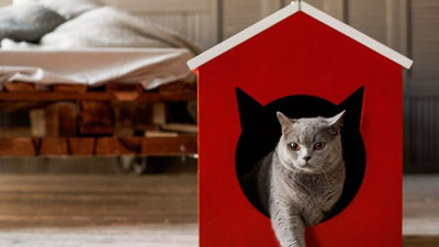 Kedi sahiplerinin tedirgin olduğu konu için adım atıldı. Kediler için Kovid-19 aşısı geliyor