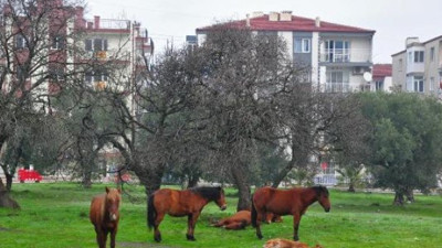 Yılkı atları şehir merkezine indi. Görenler hayrete düştü