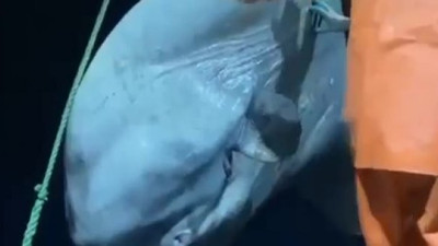 Aydınlı balıkçıların ağına takıldı. İnsanlıklarını parayla satmadılar