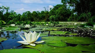 Günboyu yazarı Levent Özeren Longoz Ormanlarının içler acısı durumunu anlattı
