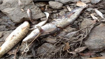 Solungaçları çamur doldu. Nefessiz kalarak can verdiler