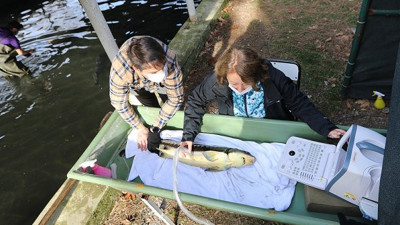 Nesli yok olma tehdidi altındaki Mersin Balığı’na özel havuz