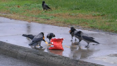 Kargaların cips keyfi (11 Ocak 2021)