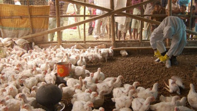 Hindistan'da kuş gribi alarmı