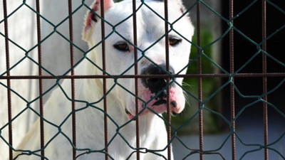 Silah olarak kullanılan pitbull cinsi köpekler kafeste