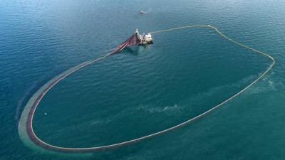 Karadeniz'de bir ilk. Balıklar ters yöne göç etmeye başladı