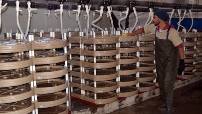 Muş’ta üretilen somon balığı Japonya'ya ihraç ediliyor. Haftada bir tüketilince kalbi zırh gibi koruyor