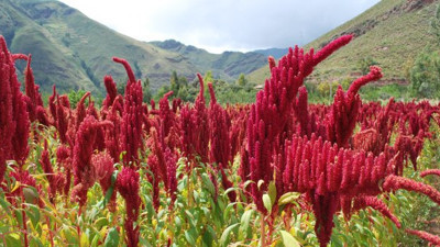 Mutluluk saçan besinler hastalıkları da kovuyor. Bilimsel olarak kanıtlandı
